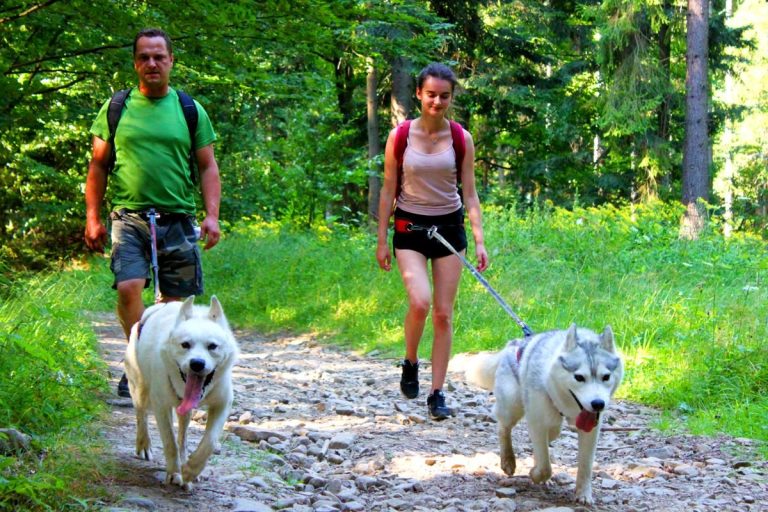 Dogtrekking – zdjęcie 8