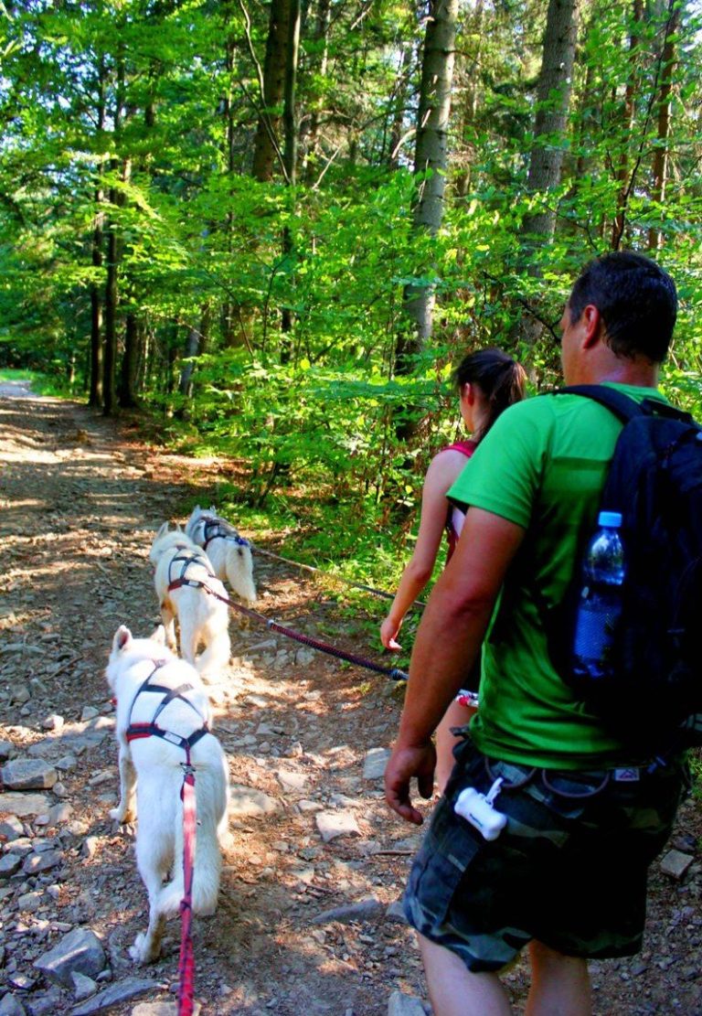 Dogtrekking – zdjęcie 9