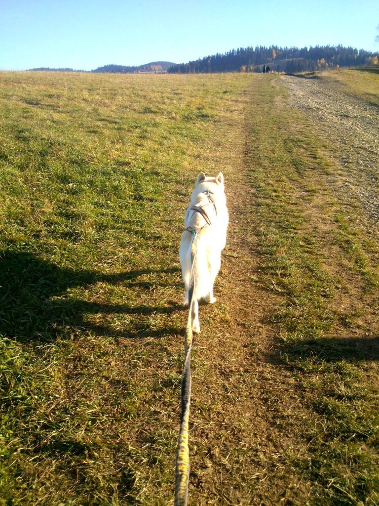 Dogtrekking – zdjęcie 2