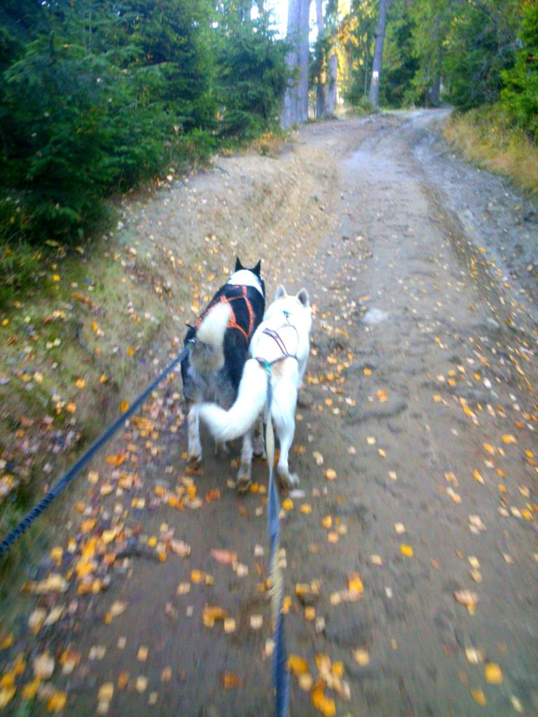 Dogtrekking – zdjęcie 5