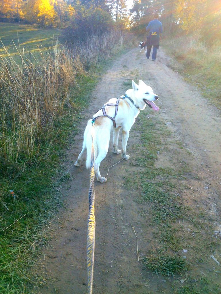 Dogtrekking – zdjęcie 6