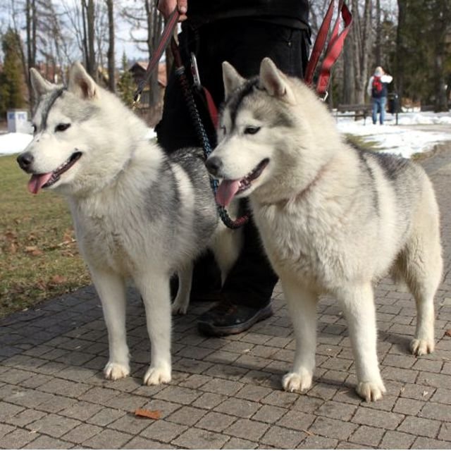 Siberian Husky