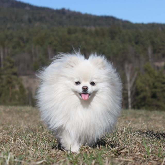 Szpic Miniaturowy Pomeranian