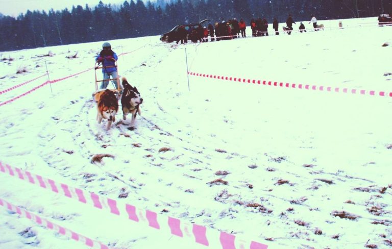 Przejażdżki psimi zaprzęgami – zdjęcie 18