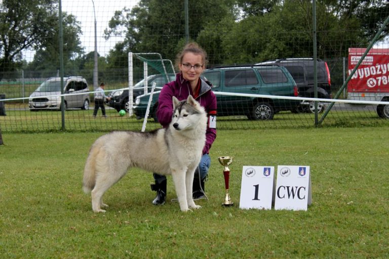 Siberian Husky