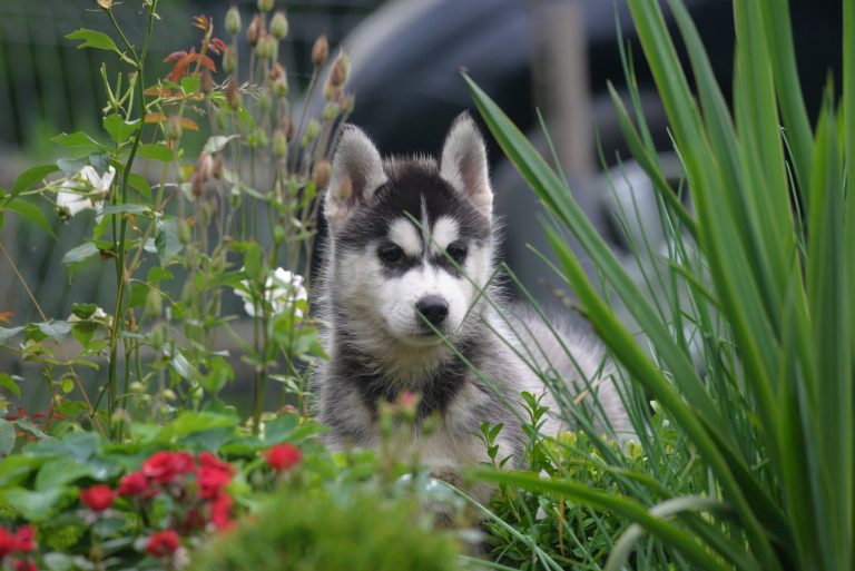 Siberian Husky – zdjęcie 2