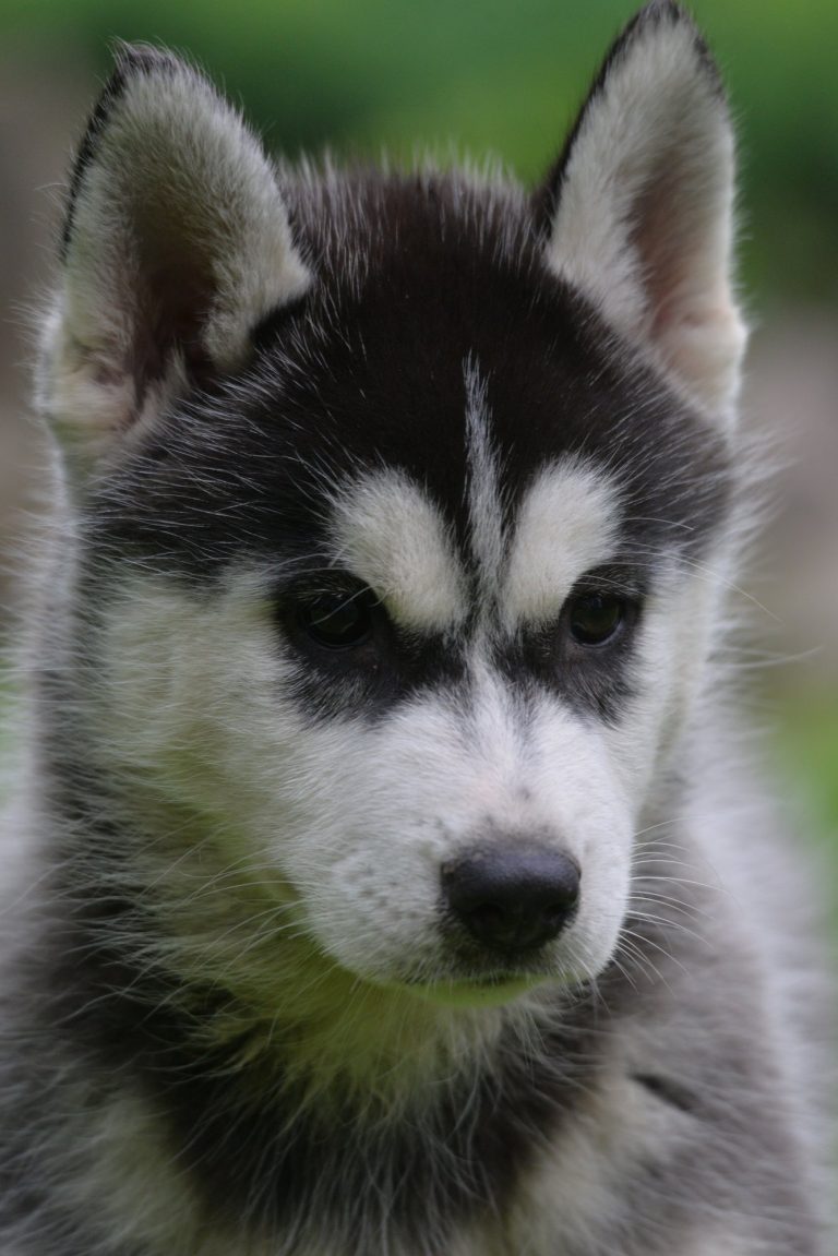Siberian Husky – zdjęcie 3