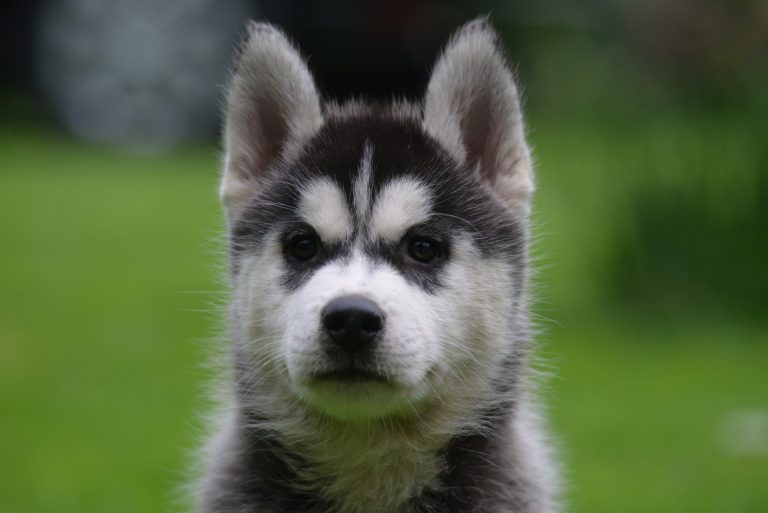 Siberian Husky – zdjęcie 4