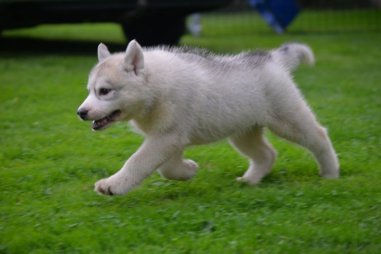 Siberian Husky – zdjęcie 5