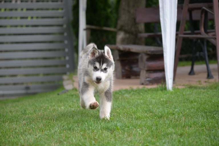 Siberian Husky – zdjęcie 6