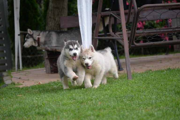 Siberian Husky – zdjęcie 7