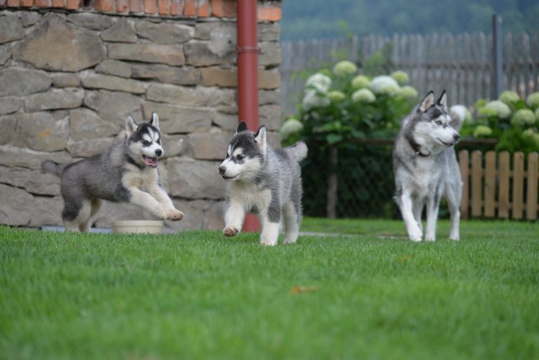 Siberian Husky – zdjęcie 8