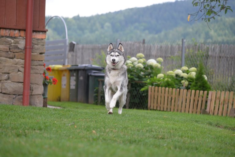 Siberian Husky – zdjęcie 9