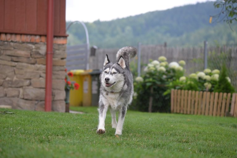 Siberian Husky – zdjęcie 10