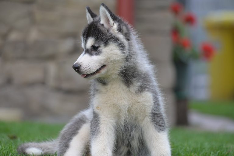 Siberian Husky – zdjęcie 11
