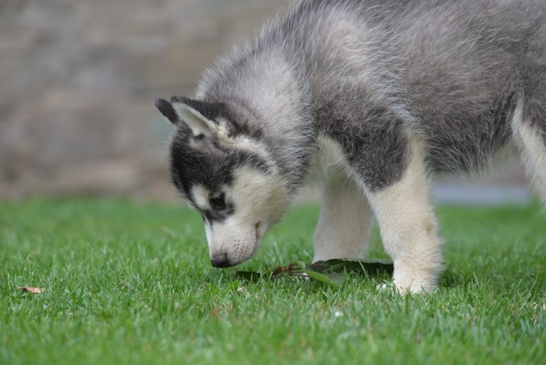 Siberian Husky – zdjęcie 12