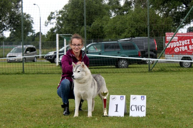 Siberian Husky – zdjęcie 13