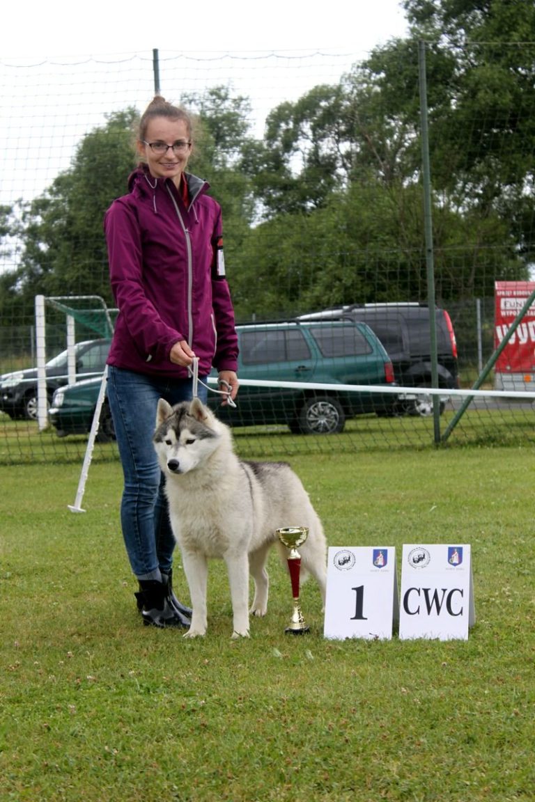 Siberian Husky – zdjęcie 14