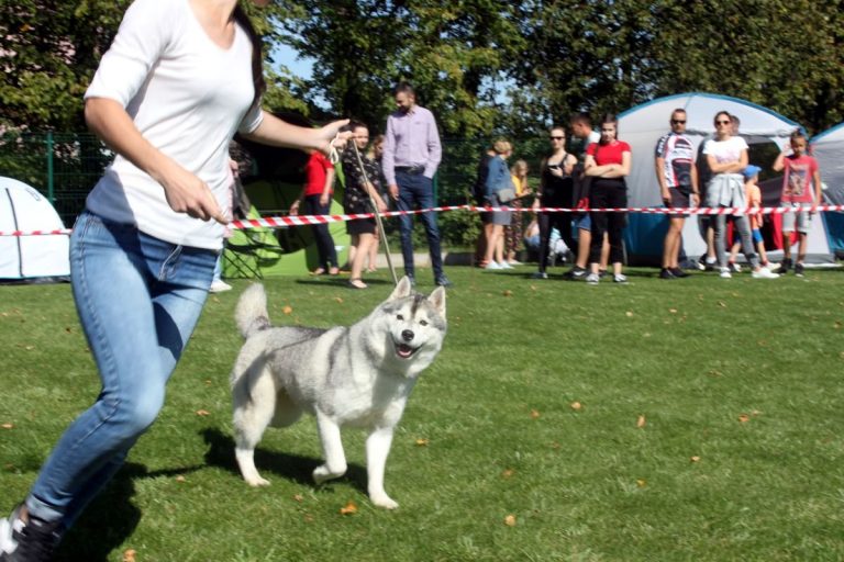 Siberian Husky – zdjęcie 15