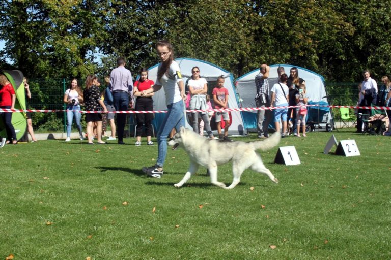 Siberian Husky – zdjęcie 16