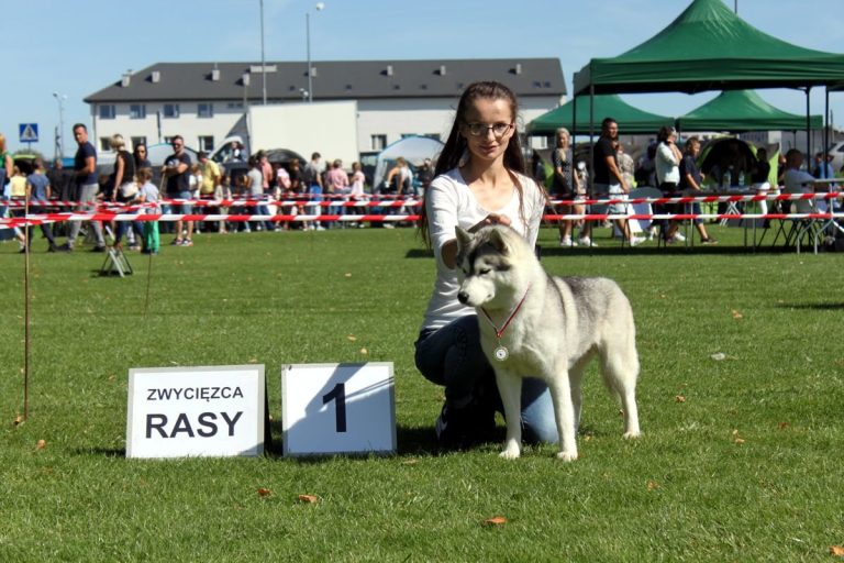 Siberian Husky – zdjęcie 19