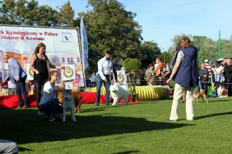 Siberian Husky – zdjęcie 20