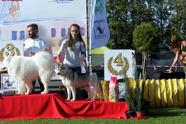 Siberian Husky – zdjęcie 22