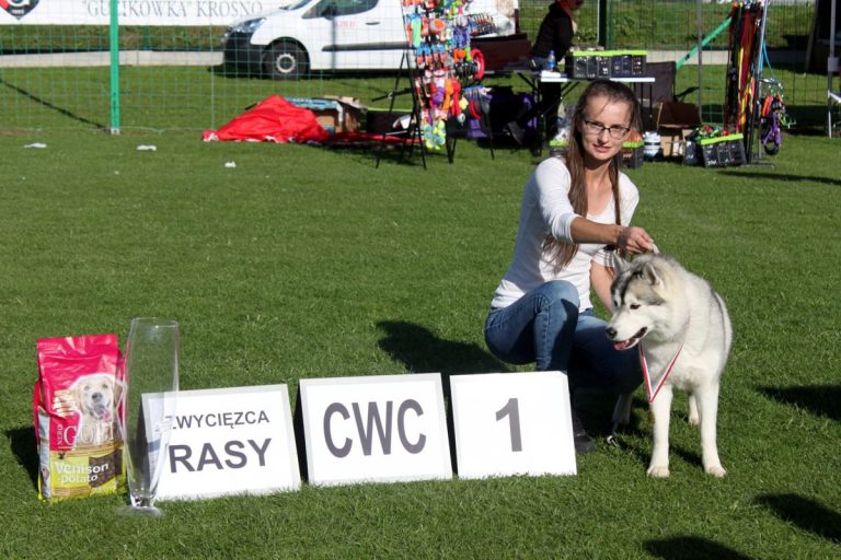 Siberian Husky – zdjęcie 23
