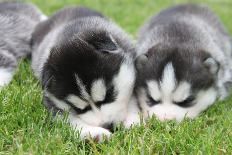 Siberian Husky – zdjęcie 24