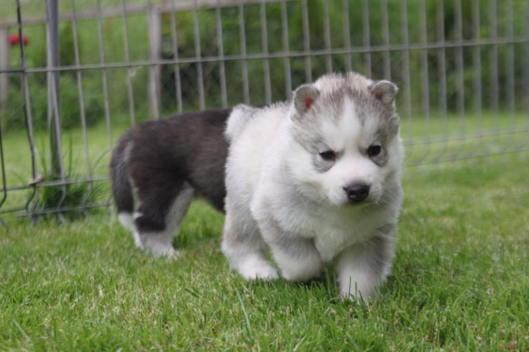 Siberian Husky – zdjęcie 25