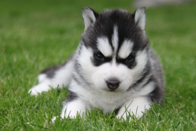 Siberian Husky – zdjęcie 26