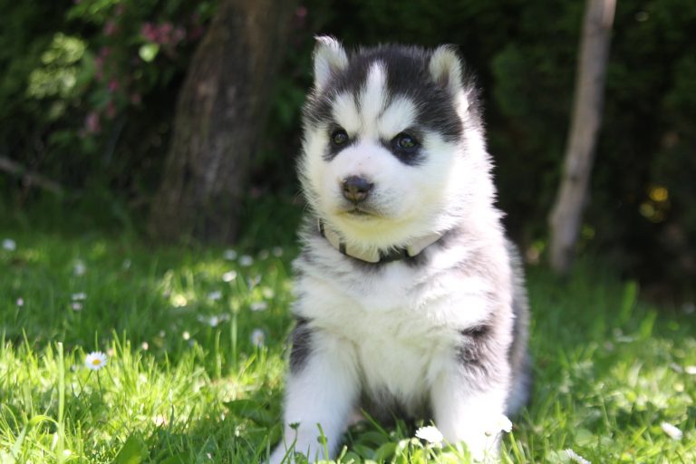 Siberian Husky – zdjęcie 27