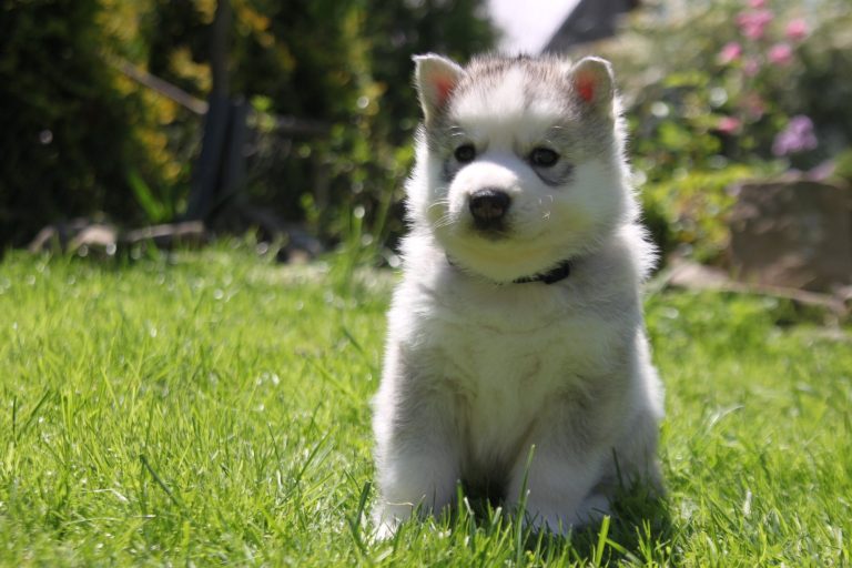 Siberian Husky – zdjęcie 28