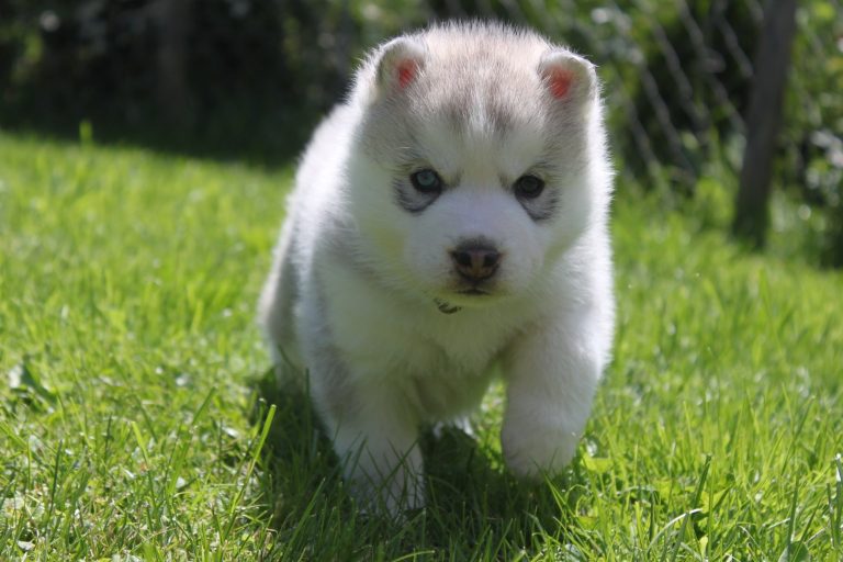 Siberian Husky – zdjęcie 29