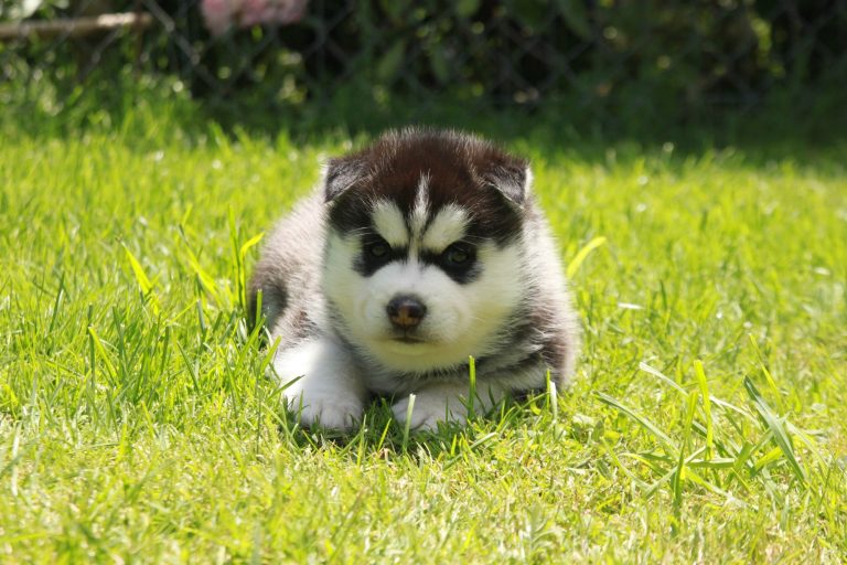 Siberian Husky – zdjęcie 30