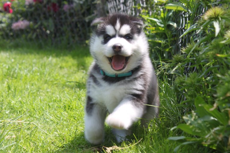 Siberian Husky – zdjęcie 31
