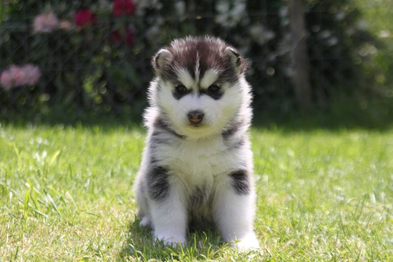 Siberian Husky – zdjęcie 32