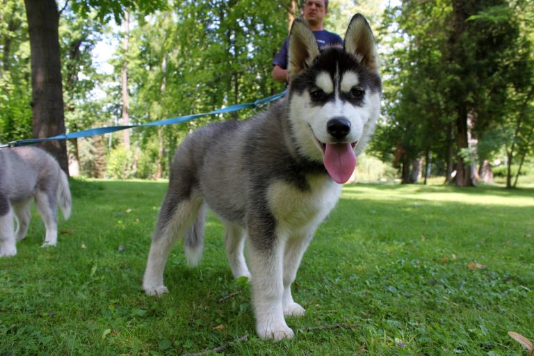 Siberian Husky – zdjęcie 33