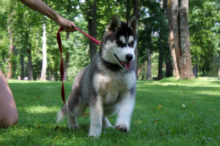 Siberian Husky – zdjęcie 34