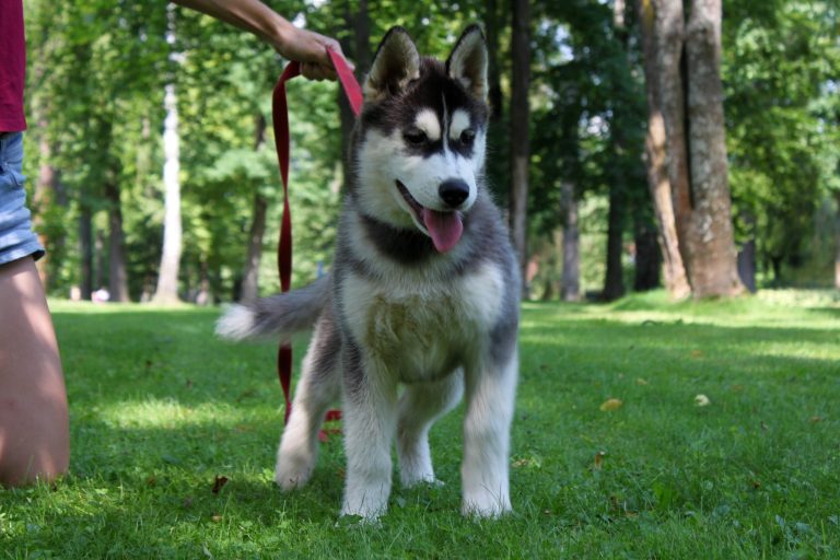 Siberian Husky – zdjęcie 35