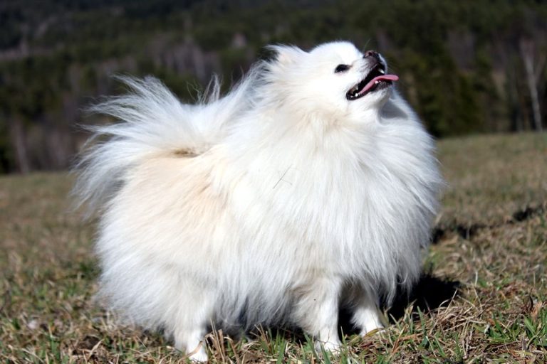 Szpic Miniaturowy Pomeranian