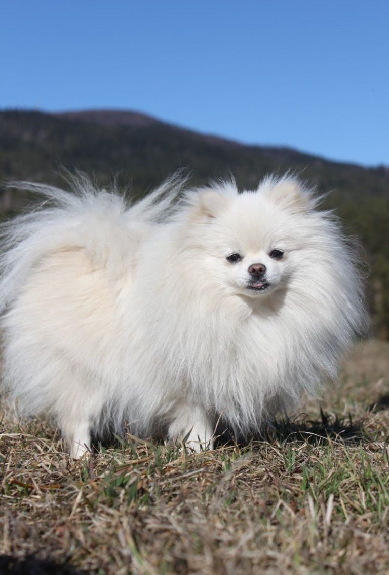 Szpic Miniaturowy Pomeranian – zdjęcie 3