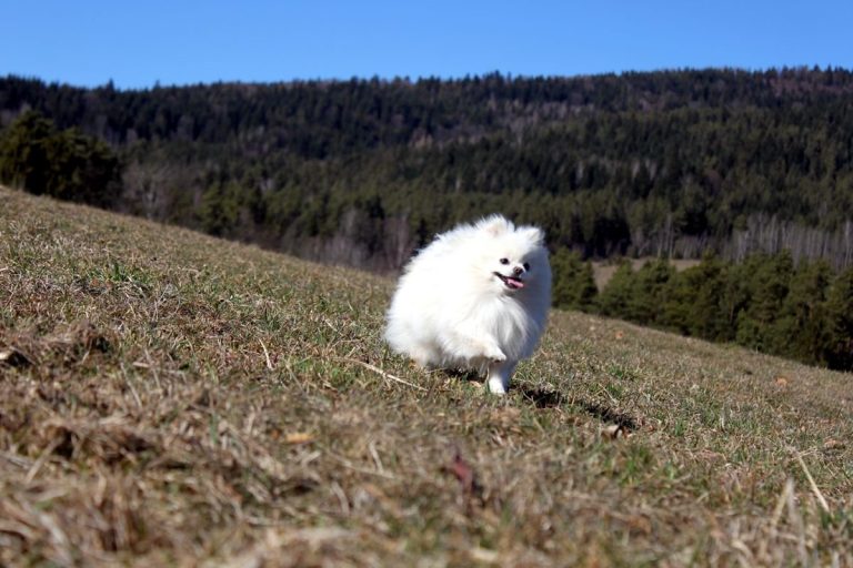 Szpic Miniaturowy Pomeranian – zdjęcie 4