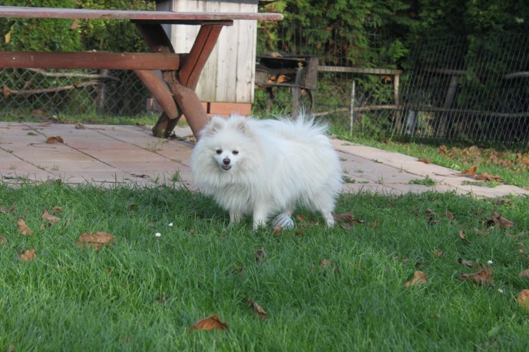 Szpic Miniaturowy Pomeranian – zdjęcie 5