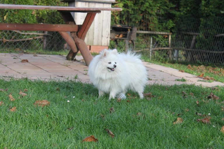 Szpic Miniaturowy Pomeranian – zdjęcie 6