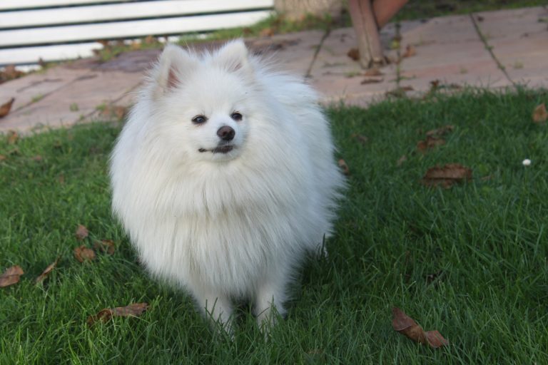 Szpic Miniaturowy Pomeranian – zdjęcie 7