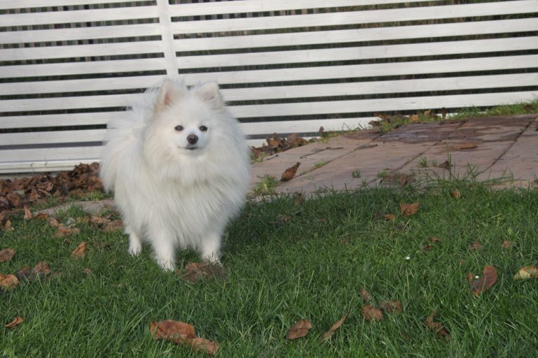 Szpic Miniaturowy Pomeranian – zdjęcie 8
