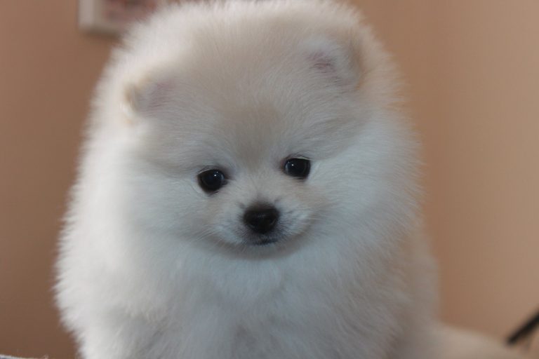 Szpic Miniaturowy Pomeranian – zdjęcie 9
