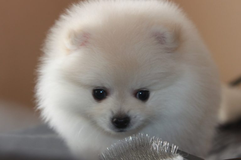Szpic Miniaturowy Pomeranian – zdjęcie 10