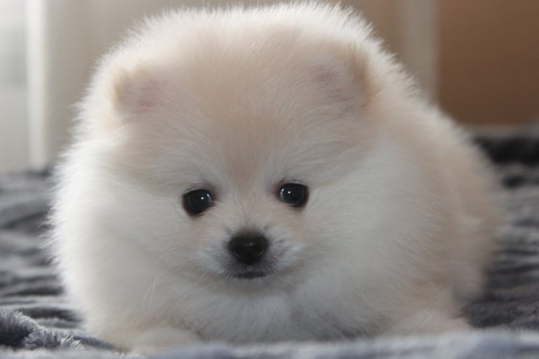 Szpic Miniaturowy Pomeranian – zdjęcie 11